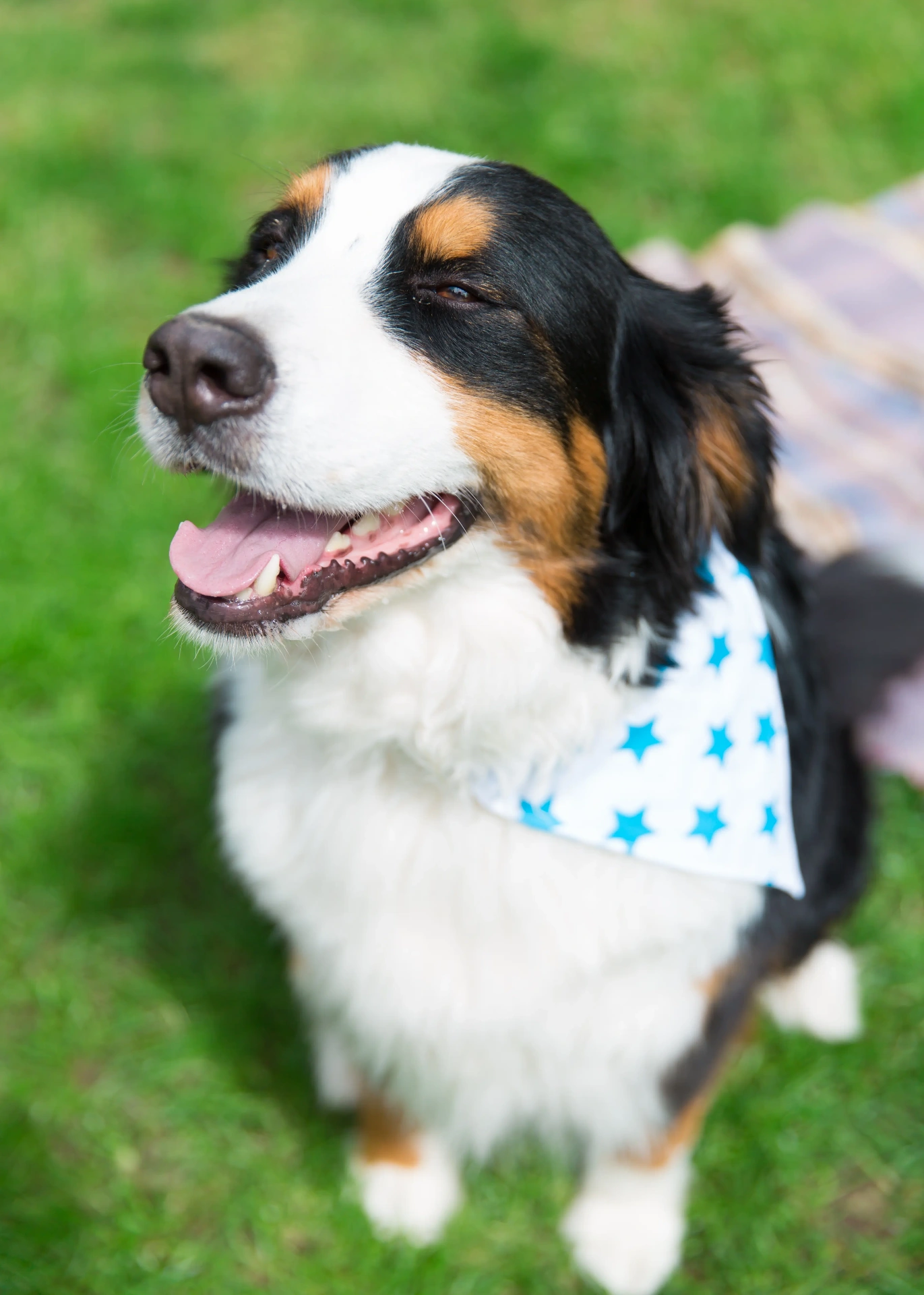 A Bernese Mountain Dog wearing a star bandana, sitting on grass