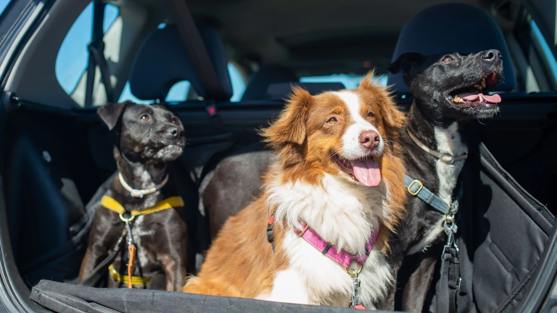 Three dogs sitting safely in the boot of a car