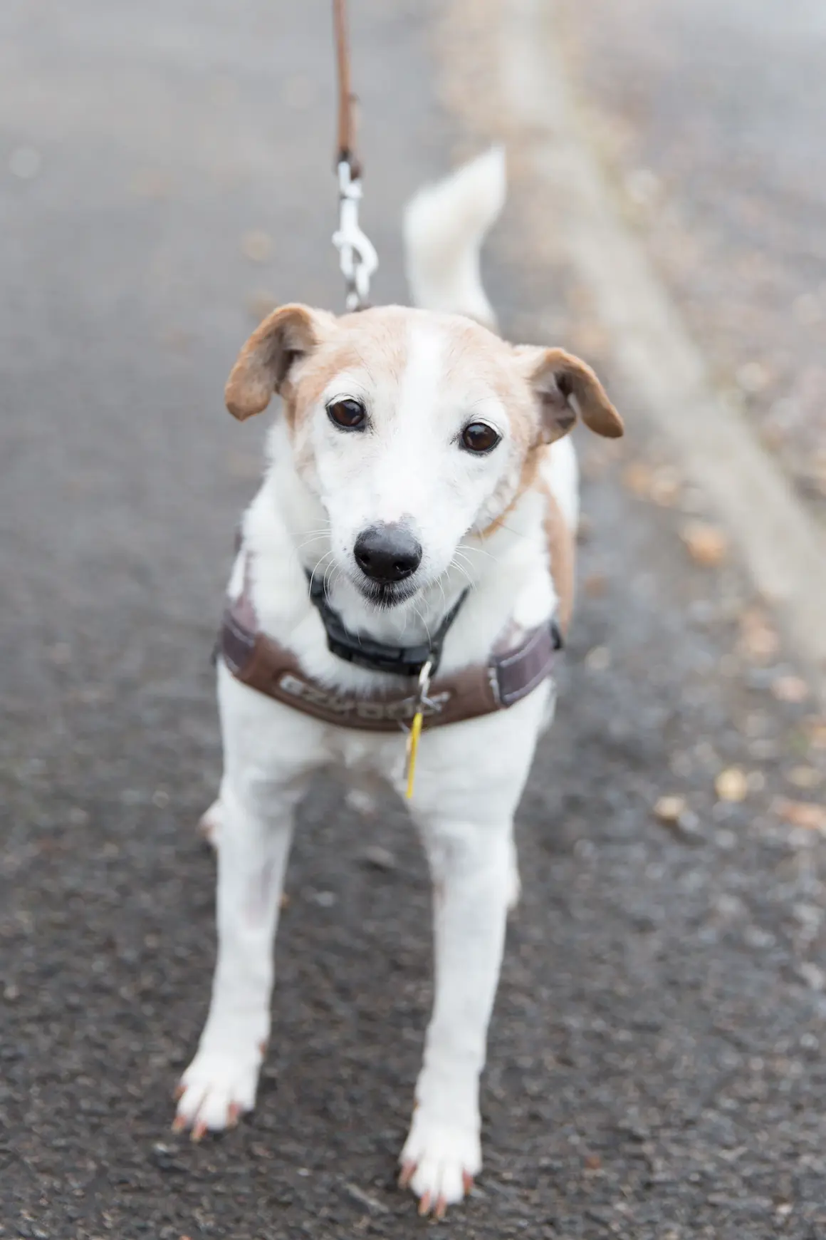 A friendly Jack Russell on a lead, ready for a safe journey