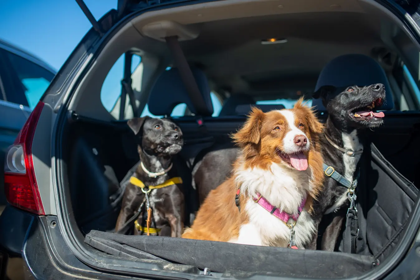 Three dogs sitting safely in the boot of a car