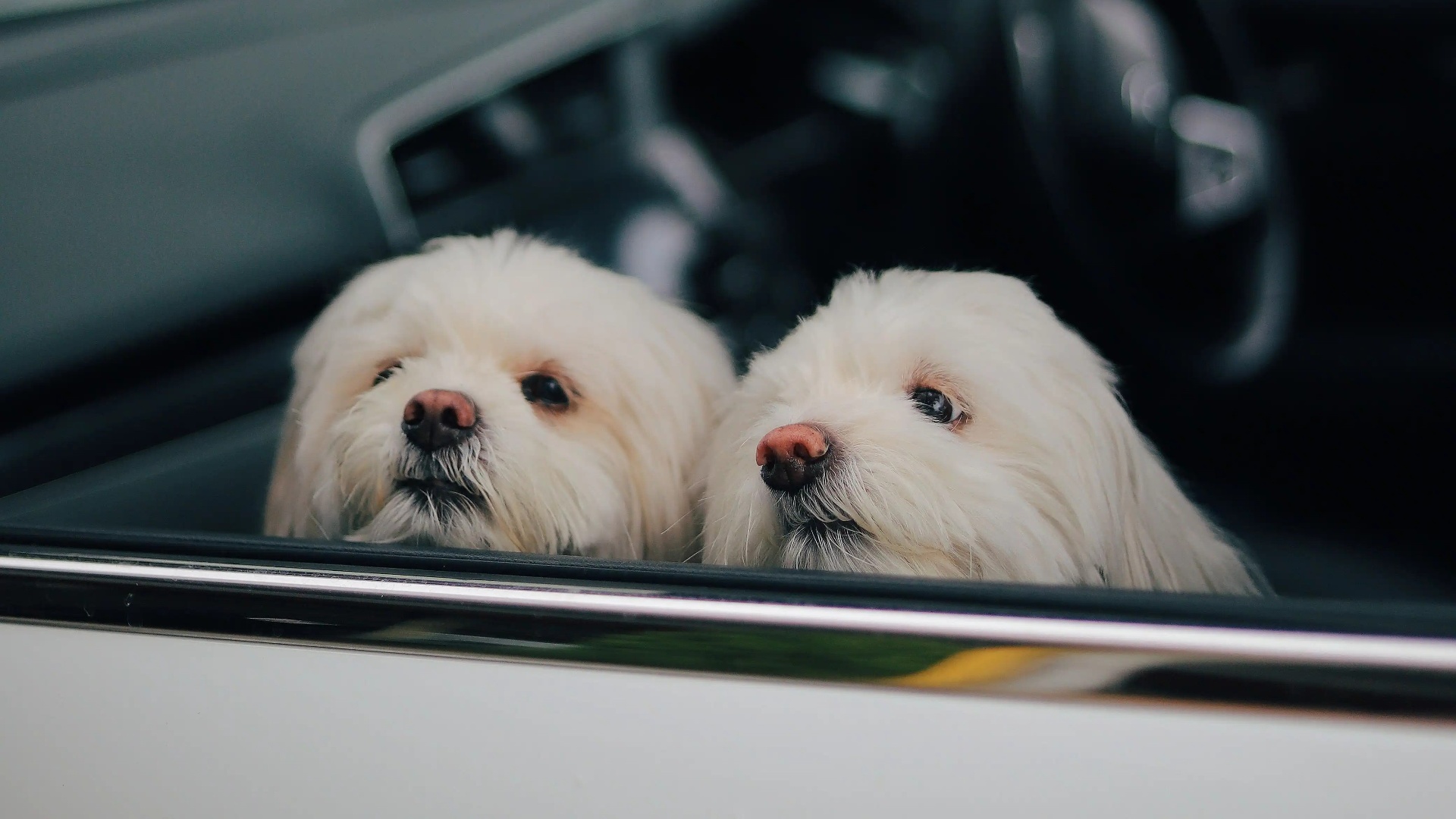 Two dogs looking out of a car window